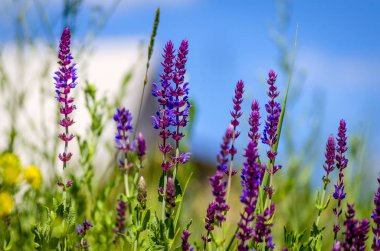 yakın çekim alanındaki şifalı bitkiler menekşe mavi çiçekler