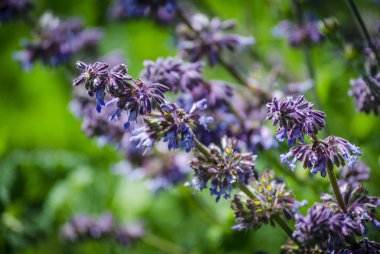 yakın çekim alanındaki şifalı bitkiler menekşe mavi çiçekler
