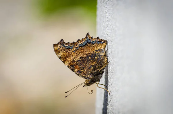 Laranja Borboleta Marrom Uma Laje Concreto — Fotografia de Stock