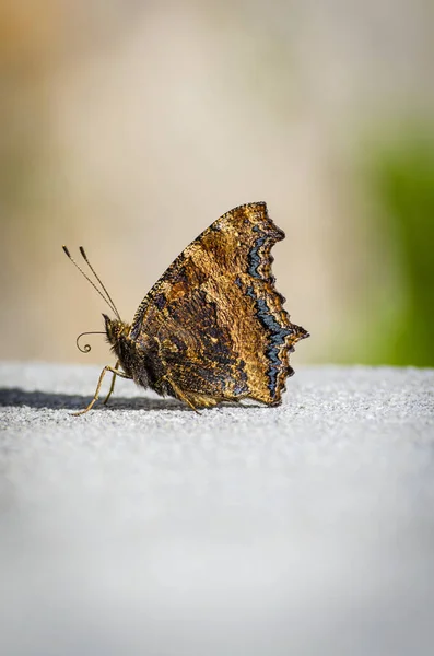 Laranja Borboleta Marrom Uma Laje Concreto — Fotografia de Stock