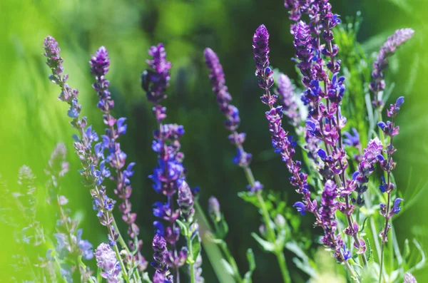 Fleurs Bleues Violettes Plantes Médicinales Dans Champ Rapproché — Photo