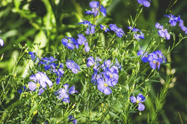 Bir Yaz Günü Portre Üzerinde Güzel Mavi Çiçekler — Stok fotoğraf