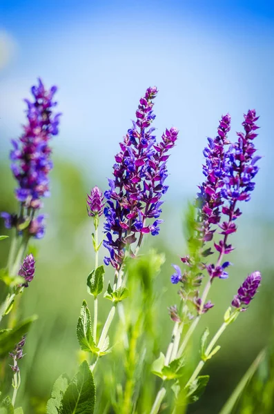 yakın çekim alanındaki şifalı bitkiler menekşe mavi çiçekler
