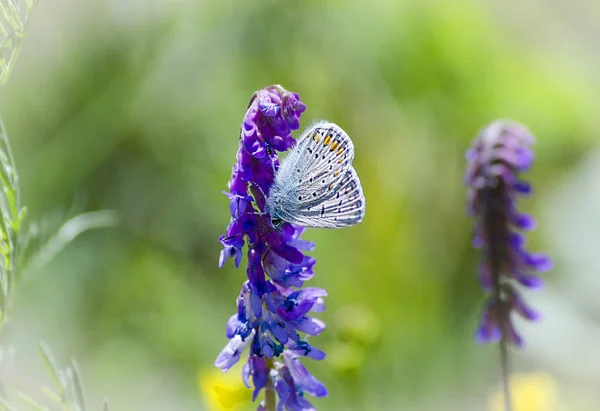 beautiful blue butterfly on blue flower close-up