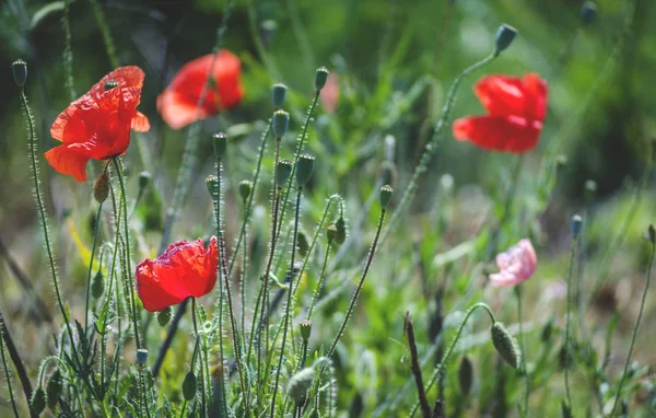 Kırmızı alan haşhaş çiçekleri kırsal bir alanda