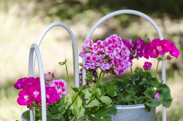 庭で夏に鍋でペチュニアの花 — ストック写真