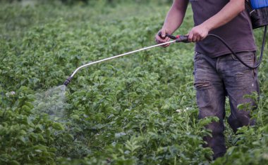 patates böcekleri--dan zehirli insanlar püskürtme. Çiftçi.