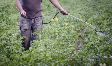 patates böcekleri--dan zehirli insanlar püskürtme. Çiftçi.