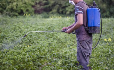patates böcekleri--dan zehirli insanlar püskürtme. Çiftçi.