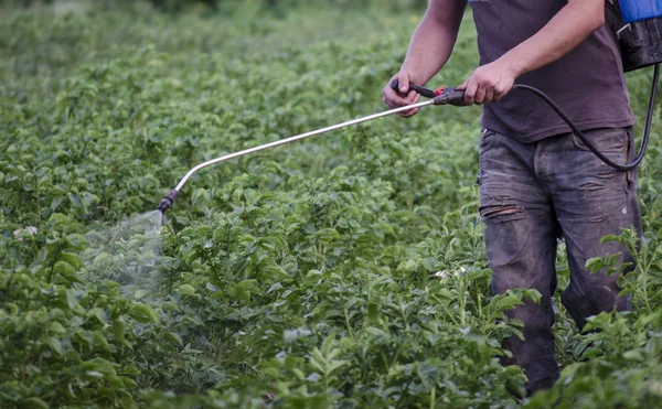 patates böcekleri--dan zehirli insanlar püskürtme. Çiftçi.