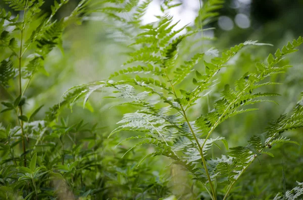 Gröna Fern Leaf Närbild Skogen Sommar — Stockfoto