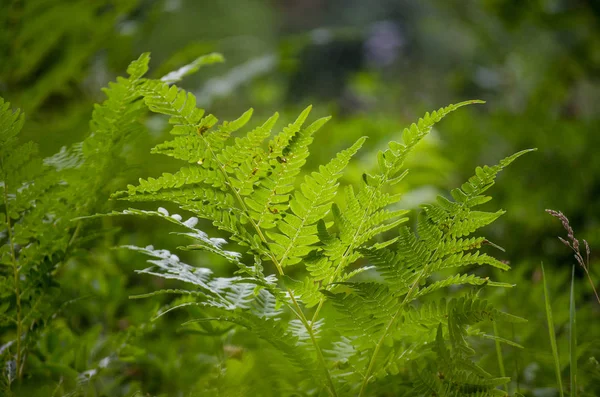 Gröna Fern Leaf Närbild Skogen Sommar — Stockfoto