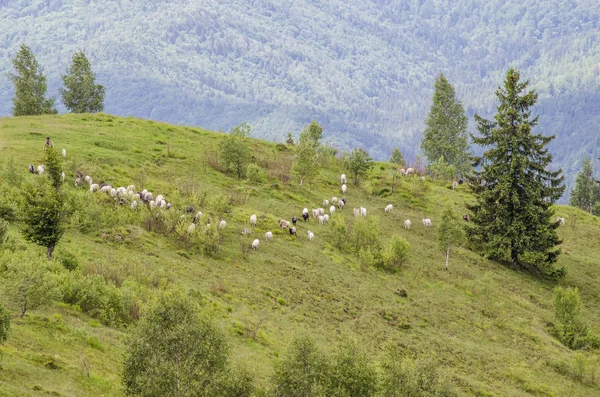 Ovejas Pasto Las Montañas —  Fotos de Stock