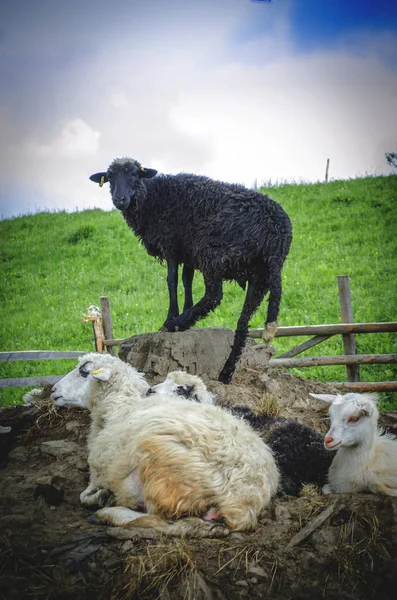 Ovejas Una Granja Las Montañas Del Oeste Ucrania —  Fotos de Stock