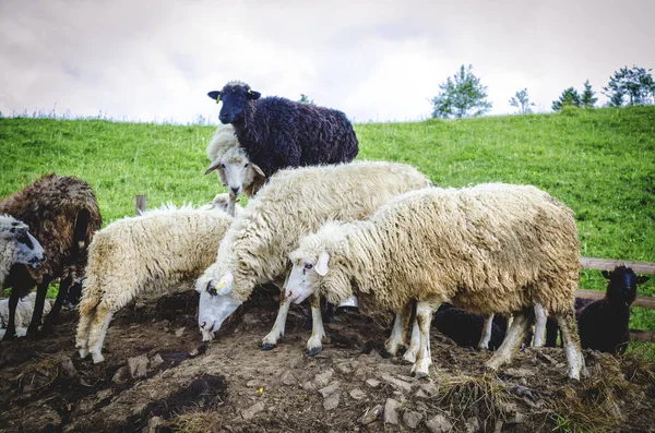 Ovejas Una Granja Las Montañas Del Oeste Ucrania —  Fotos de Stock