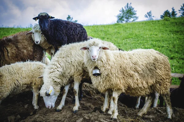 Ovejas Una Granja Las Montañas Del Oeste Ucrania —  Fotos de Stock