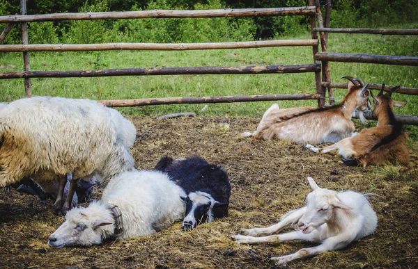 Ovejas Una Granja Las Montañas Del Oeste Ucrania —  Fotos de Stock