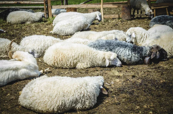 Ovejas Una Granja Las Montañas Del Oeste Ucrania —  Fotos de Stock