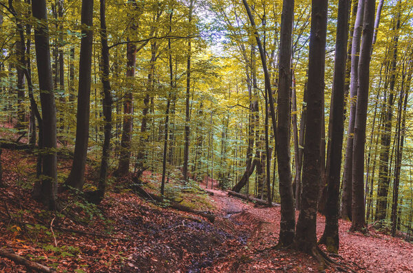 Осенний лес в горной местности
