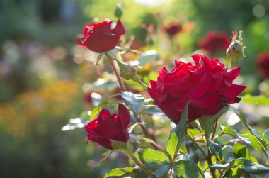 Bir kırmızı gül açık bir bahçede yaz aylarında çiçek açan çiçek