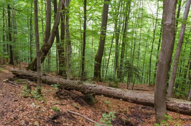 Orman taşra içinde baharda manzara