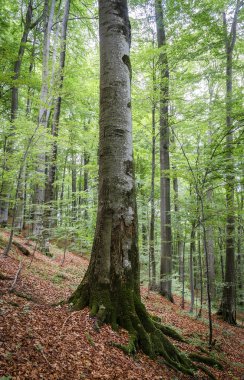 Orman taşra içinde baharda manzara