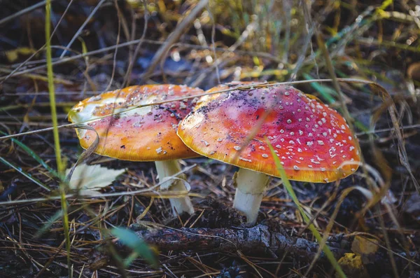 Amanita muscaria, inedible and poisonous mushroom mushroom