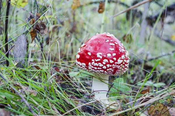 Amanita Muscaria Inedible Poisonous Mushroom Mushroom — Stock Photo, Image