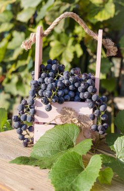 bir sepet üzüm bir arka plan üzerinde üzüm yaprakları ışığında