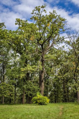 pek çok farklı ağaç ile Botanik Parkı