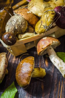 masada sadece toplanan yabani mantar farklı türleri