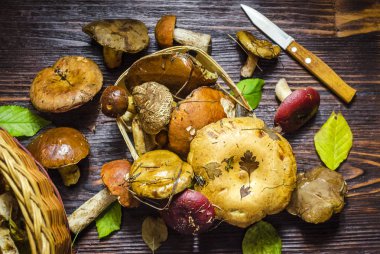 masada sadece toplanan yabani mantar farklı türleri