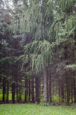 Ladin botanik bahçesi içinde özel bir