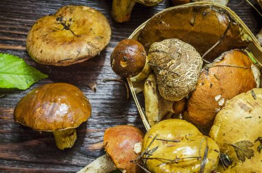 masada sadece toplanan yabani mantar farklı türleri