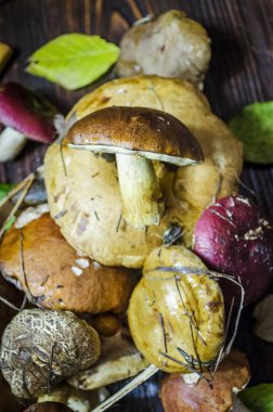 masada sadece toplanan yabani mantar farklı türleri