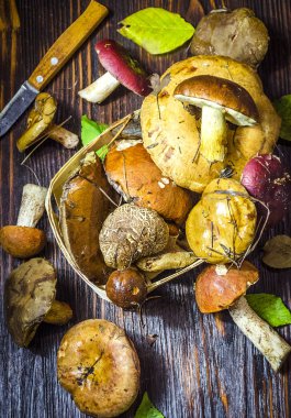 masada sadece toplanan yabani mantar farklı türleri