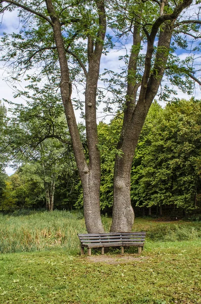 Tezgah Parkı Bir Ağaç Romantik Bir Yer — Stok fotoğraf