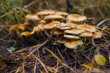 Sonbahar ormanında yenmeyen mantar