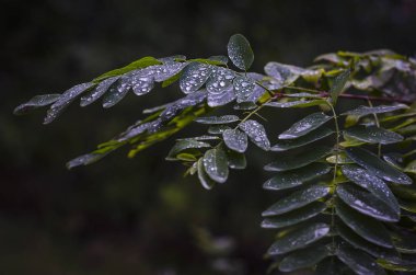 akasya üzerinde soğuk sonbahar yağmur damlaları bırakır