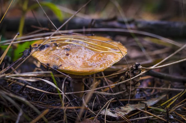 Skog Hösten Ätliga Svampar Skogen — Stockfoto