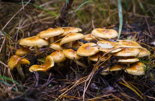 Cogumelos Não Comestíveis Floresta Outono — Fotografia de Stock
