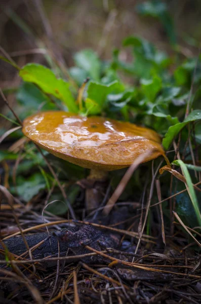 森林秋食蘑菇 — 图库照片