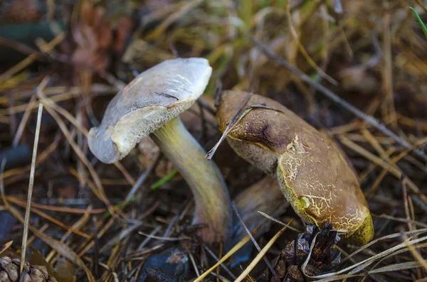 Forêt Automne Champignons Comestibles Dans Forêt — Photo