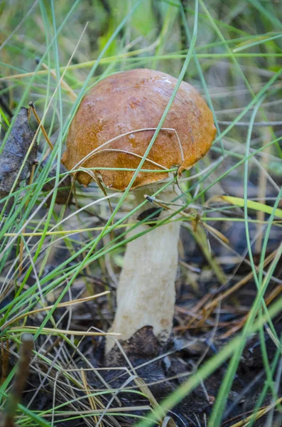 Forêt Automne Champignons Comestibles Dans Forêt — Photo