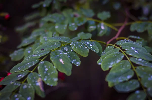 相思树叶上的冷秋雨滴 — 图库照片