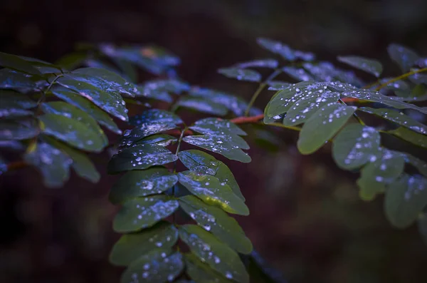 相思树叶上的冷秋雨滴 — 图库照片
