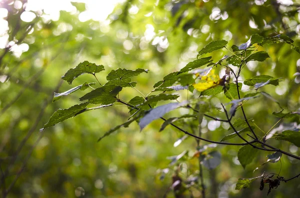 Gren Ett Träd Hösten Skogen — Stockfoto
