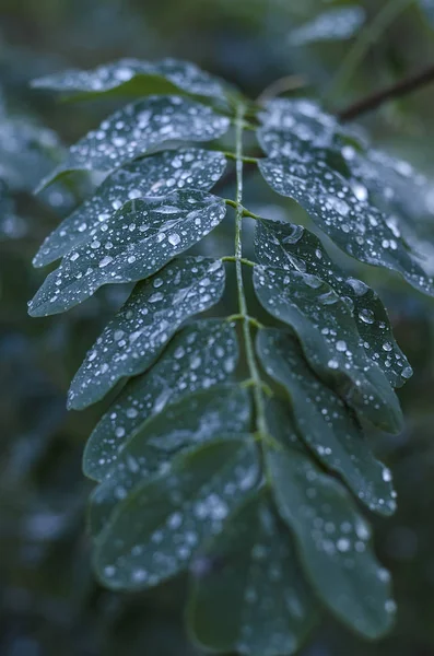 Regndropparna Kall Höst Acacia Lämnar — Stockfoto