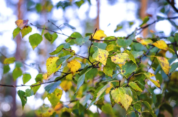 Branche Arbre Automne Dans Forêt — Photo