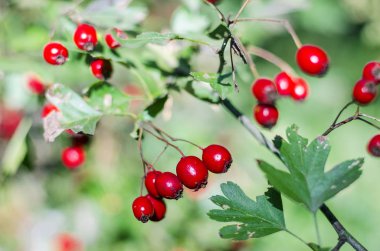 ormandaki sonbaharın kırmızı alıç çilek
